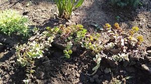 Пересадка растений в сентябре.