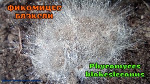 Фикомицес Блэксли | Phycomyces blakesleeanus