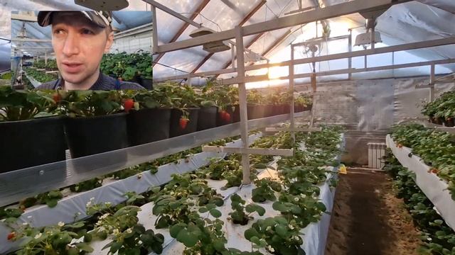 Обзор клубники в "микроферме"! Клубника в подземной теплице, сезон 2023 смотреть онлайн