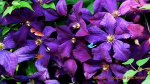 Клематис крупноцветковый Полиш Спирит (clematis) ? обзор: как сажать, рассада клематиса Полиш Спири