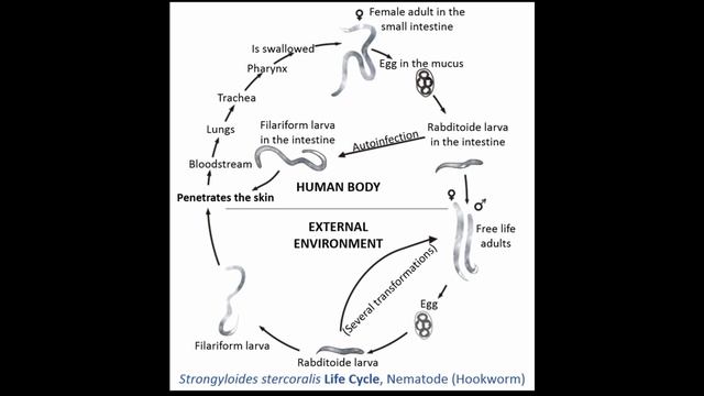 Угрица Кишечная Stongyloides stercoralis/ Морфология Размеры Жизненный Цикл Диагностика Профилактик