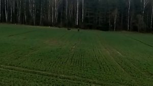 Лоси,на рапсе весной.