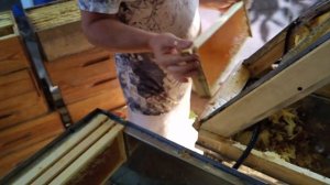 Станок для распечатывания сотовых рамок паровым ножом. Наша Пасека - 02.08.18