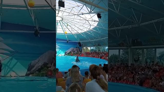 Дельфинарий Немо. Минск. Дочкин день рождения смотреть онлайн