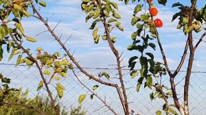 Канадский абрикос Харлайн - моё разочарование