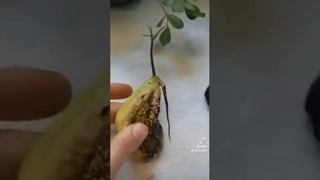 Выращиваем манго из косточки смотреть онлайн