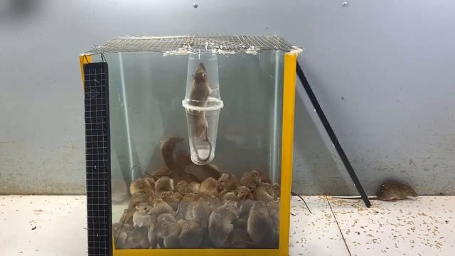 ? Как справиться с нашествием крыс смотреть онлайн