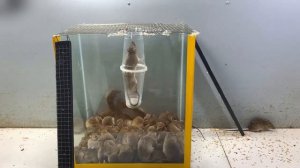 ? Как справиться с нашествием крыс