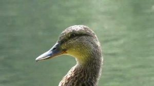 Утка кряква - вид в профиль