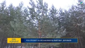 ЧТО ГРОЗИТ ЗА НЕЗАКОННУЮ ВЫРУБКУ ДЕРЕВЬЕВ