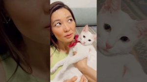 МОЯ КОШКА ПОРОДЫ КАО МАНИ ?♥️