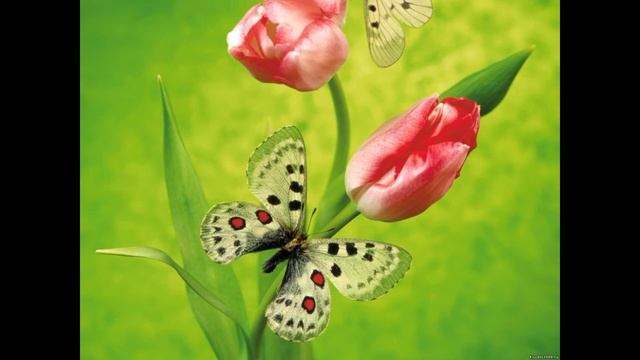 Бабочки, мотыльки смотреть онлайн