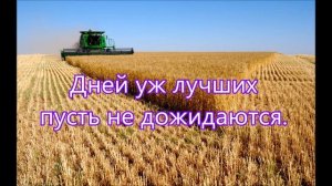 Нива вся белешенька стоит/// на Жатву