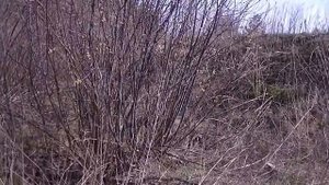 УЗНАЙ МЕДОНОС В ЛИЦО: ива остролистная