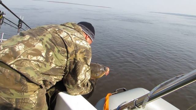 Отпускаем сазана на 15.6кг обратно в Амур смотреть онлайн