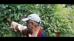 Полное погружение в подмосковный сад выращенный по методу Фукуоки. Часть 1