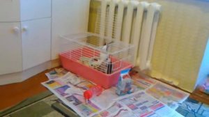 Кролик сбежал с клетки