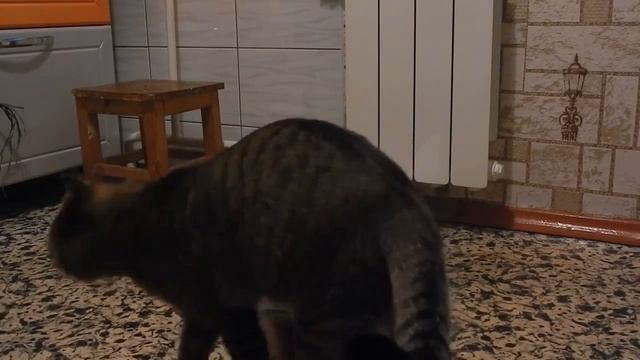 Наш котейка. Семечки для птиц. ОН залез в ведро и шуршит ими. смотреть онлайн