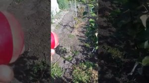 Дегустация красномясого сорта СИРЕНА