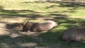 Московский зоопарк- Капибары