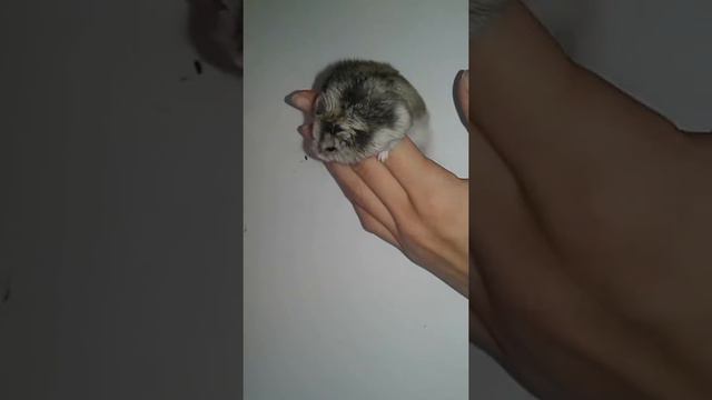 Хомяки вподают в спячку?