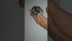 Хомяки вподают в спячку?