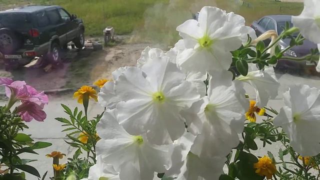 #петуньи/бархатцы/озеленение лоджии/