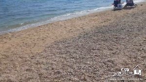 Номера в Приморском у завода море