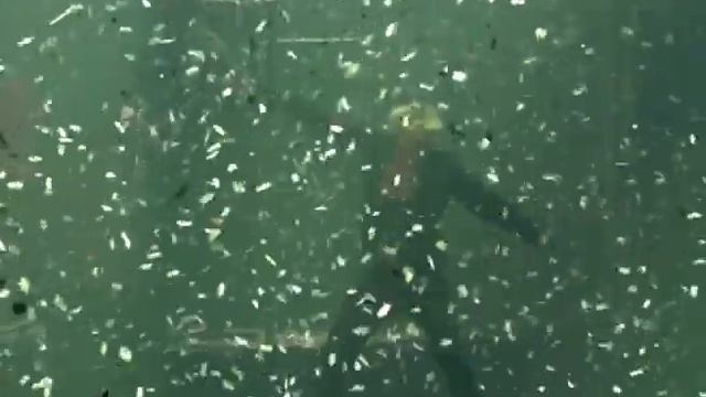 АлисА - Ветер водит хоровод (Шабаш XX лет) смотреть онлайн