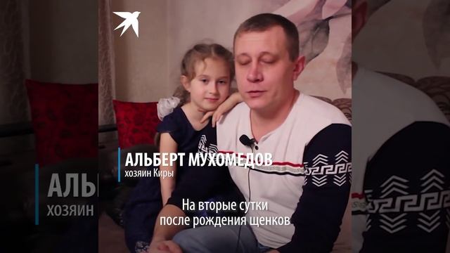 19 щенков смотреть онлайн