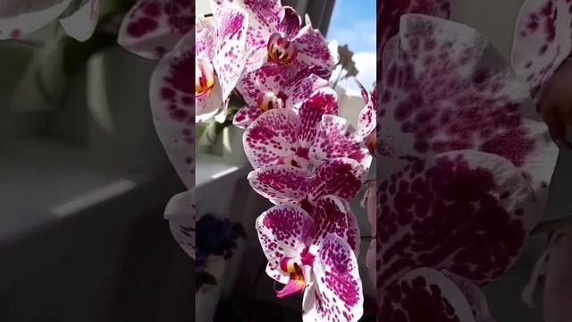 Шикарный каскад орхидеи Стардаст ??? Gorgeous Stardust orchid cascade???