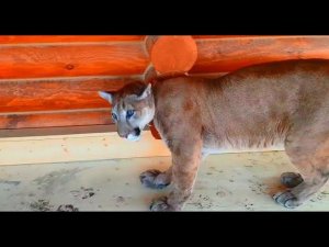 Как пометить дом. Рецепт от пумы Месси.