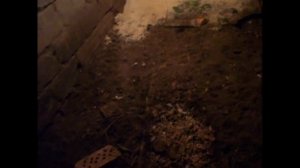 Свиньи крупная белая Мои первые шаги