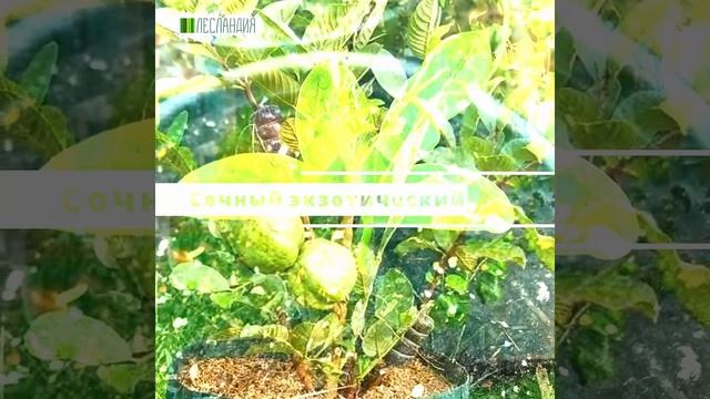 Гуайява Ла-Пас #yf_kak_interesno #саддачаогород #райское_место #саднаподоконнике