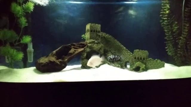 Южноамериканская серебряная арована, чернополосая цихлазома альбинос. смотреть онлайн