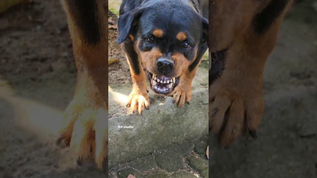 angry dog sound barking #viral #dog #angrypuppy #rottweiler #angrydog #cutepet #dogsound