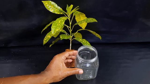 How to grow Croton plant cutting in a coconut shell with water effectively смотреть онлайн