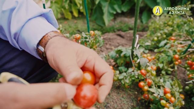 В ЭТОТ РАЗ ВЫРАЩИВАЕМ Черри Томаты в открытом грунте смотреть онлайн