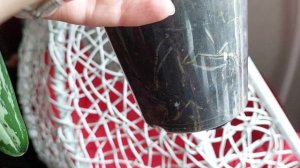 Как цветет АГЛАОНЕМА Уход за РАСТЕНИЕМ