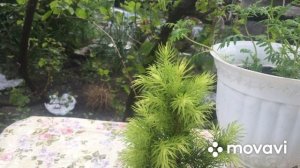Ель ? колючая майголд.\Spruce ? prickly maygold.