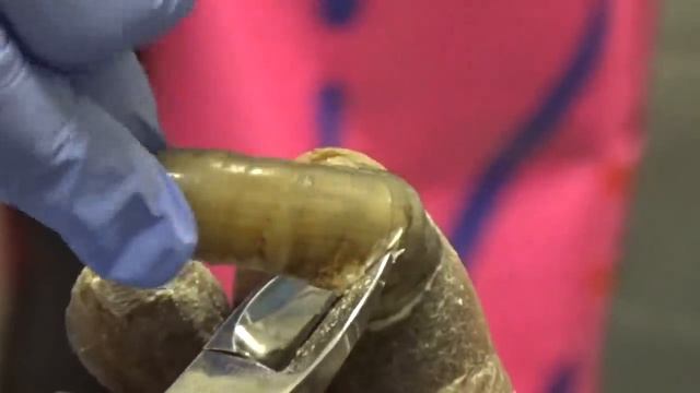 Chunks and Gunk #22 Another Big Toe (2023) смотреть онлайн