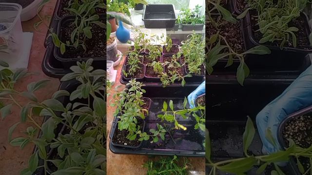 Укоренённые калибрахоа обрезка