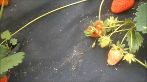 АЛЬБИОН - популярный ремонтантный сорт.