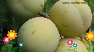 Слива домашняя Ренклод колхозный. Краткий обзор, описание характеристик