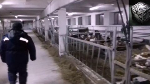 Телята. Порода симментал. Часть 2.