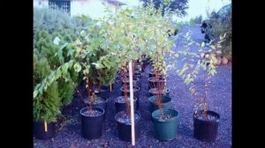 посев семян мальвы на рассаду