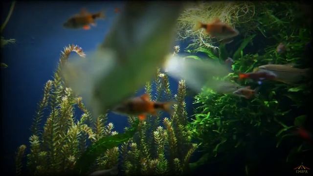 Завораживающий и таинственный подводный мир | Музыка для расслабления смотреть онлайн