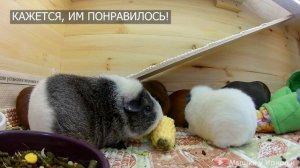 Морские свинки едят кукурузу. Кукуруза морским свинкам.