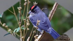UCCELLI ESOTICI GIOIELLI DEL SUDAMERICA