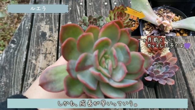 【エケベリア】今日の気になる多肉💜#1 смотреть онлайн